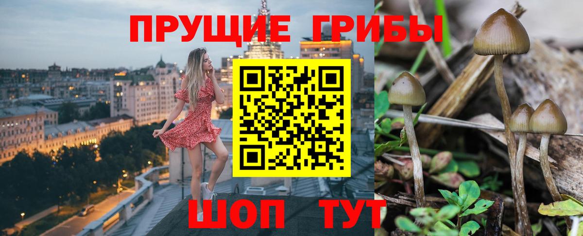 Железноводск  Псилоцибиновые грибы прущие грибы  Вход с VPN  Псилоцибиновые грибы Psilocybine cubensis 